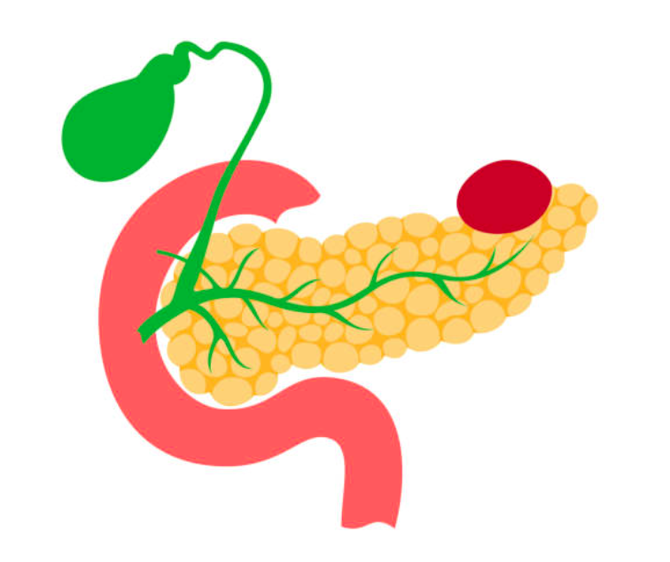 pancreas.png